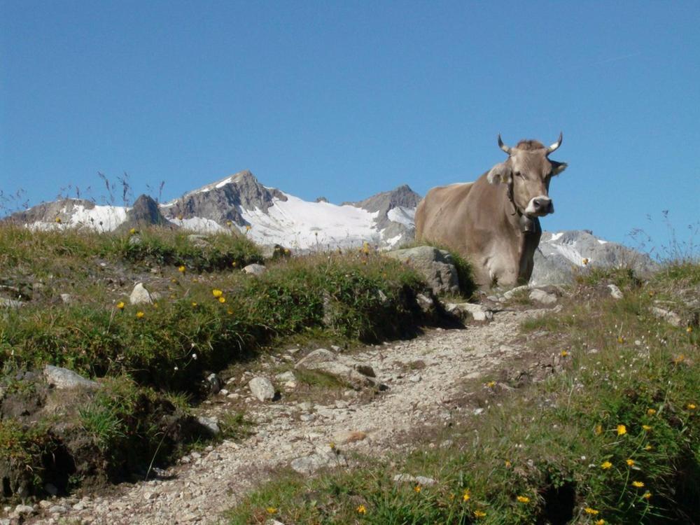 Diese Einfache Unterkunft- Bergheimat Ist Nur Fuer Backpacker- Rucksacktouristen Und Radfahrer - Huettenfeeling Im Backpackerhoues- Ganz Einfach - Ganz Unkompliziert - Ganz Relaxd Villa Linthal Dış mekan fotoğraf